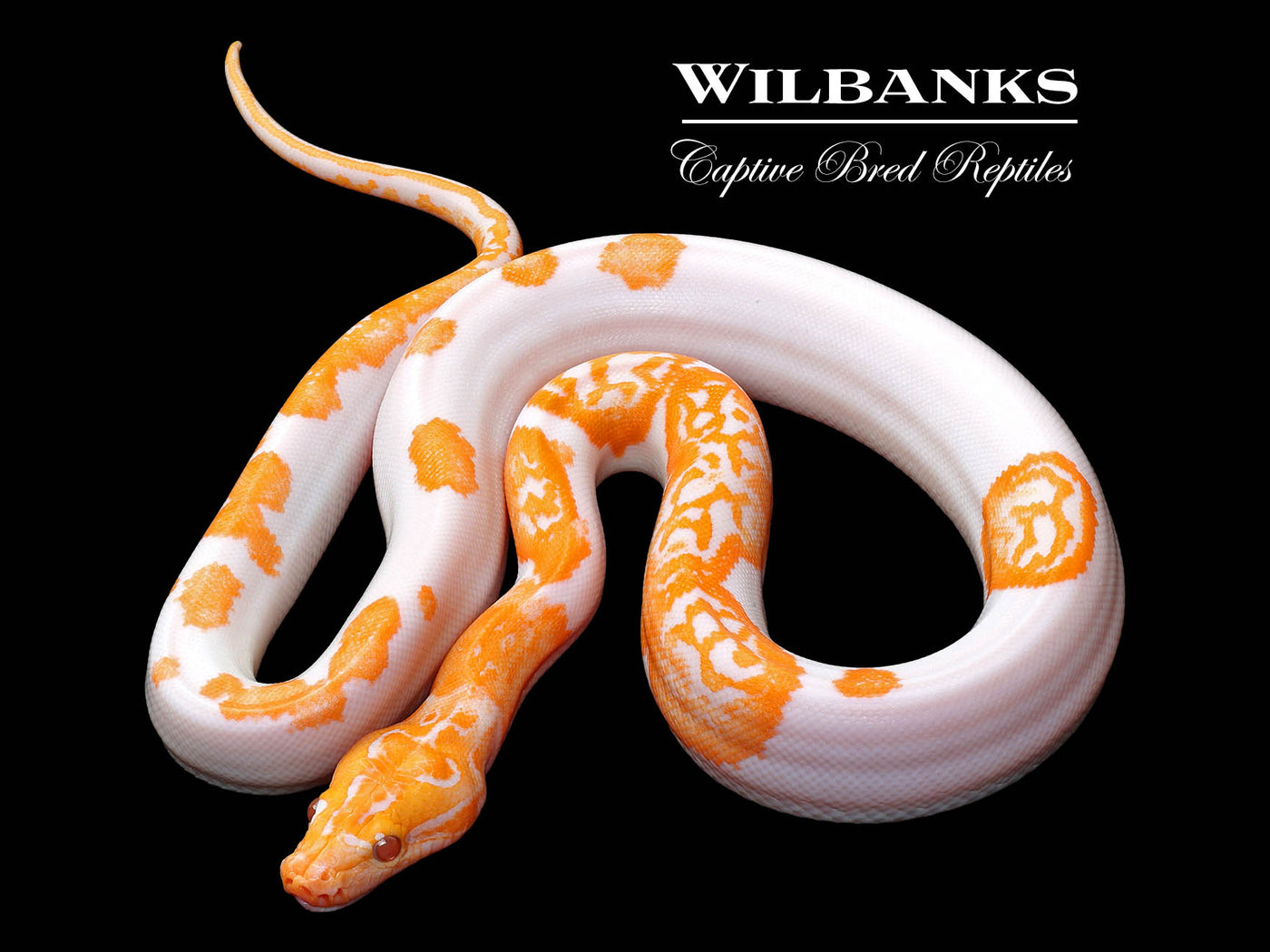 Albino Pied 66% PH Granite Burmese Python  ♀ '23