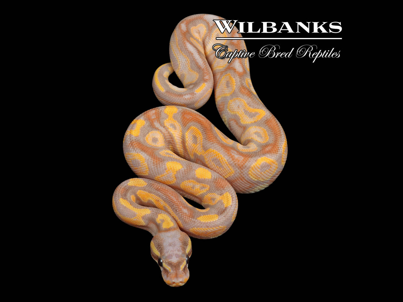 Banana Blackhead Yellow Belly Ball Python ♂ '23