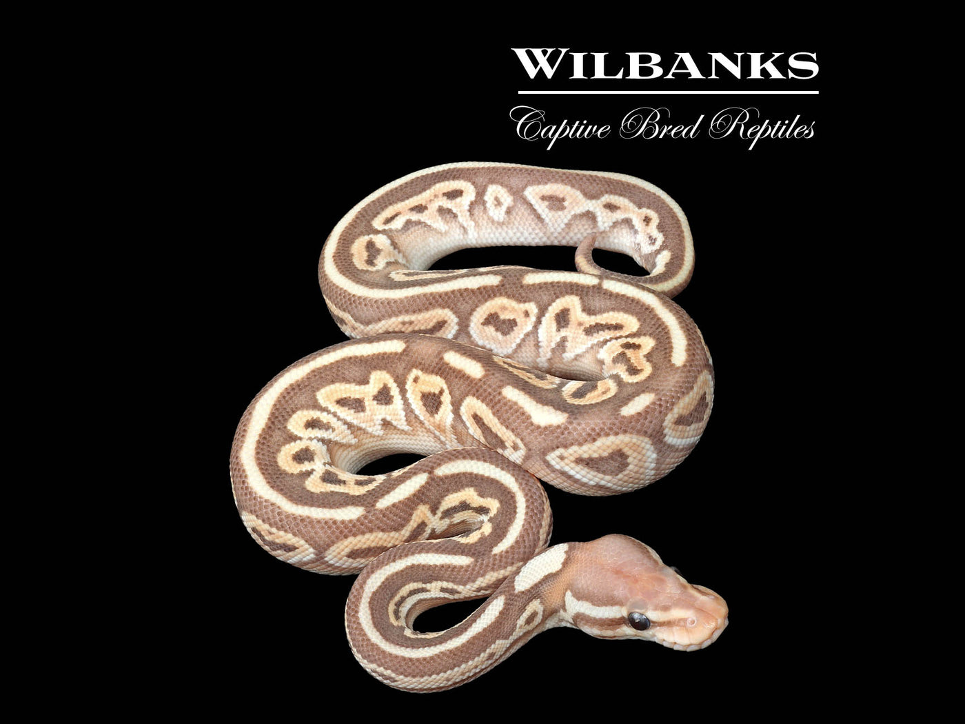 Banana Black Butter Ball Python ♂ '23