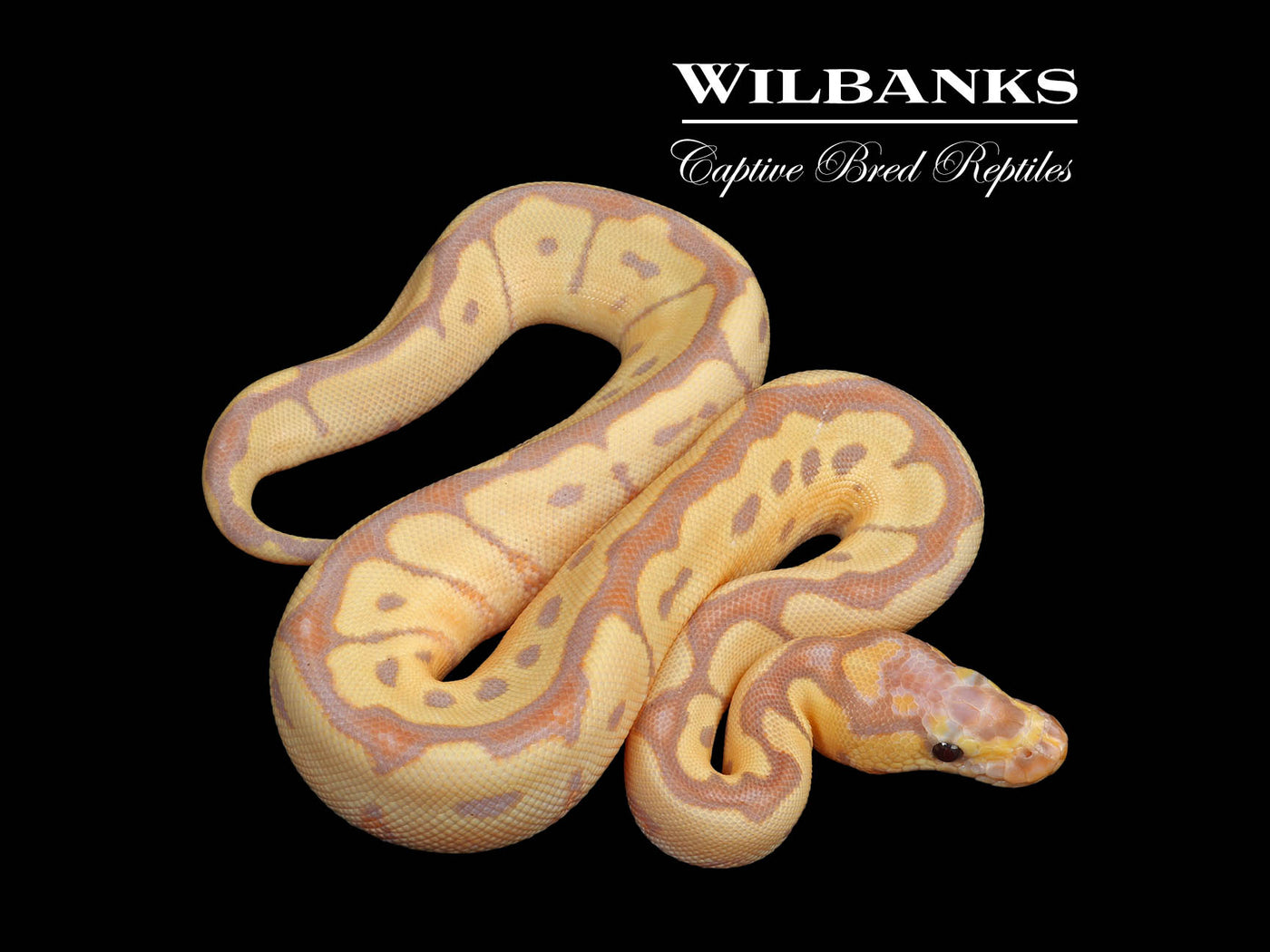 Banana Clown Ball Python ♀ '23