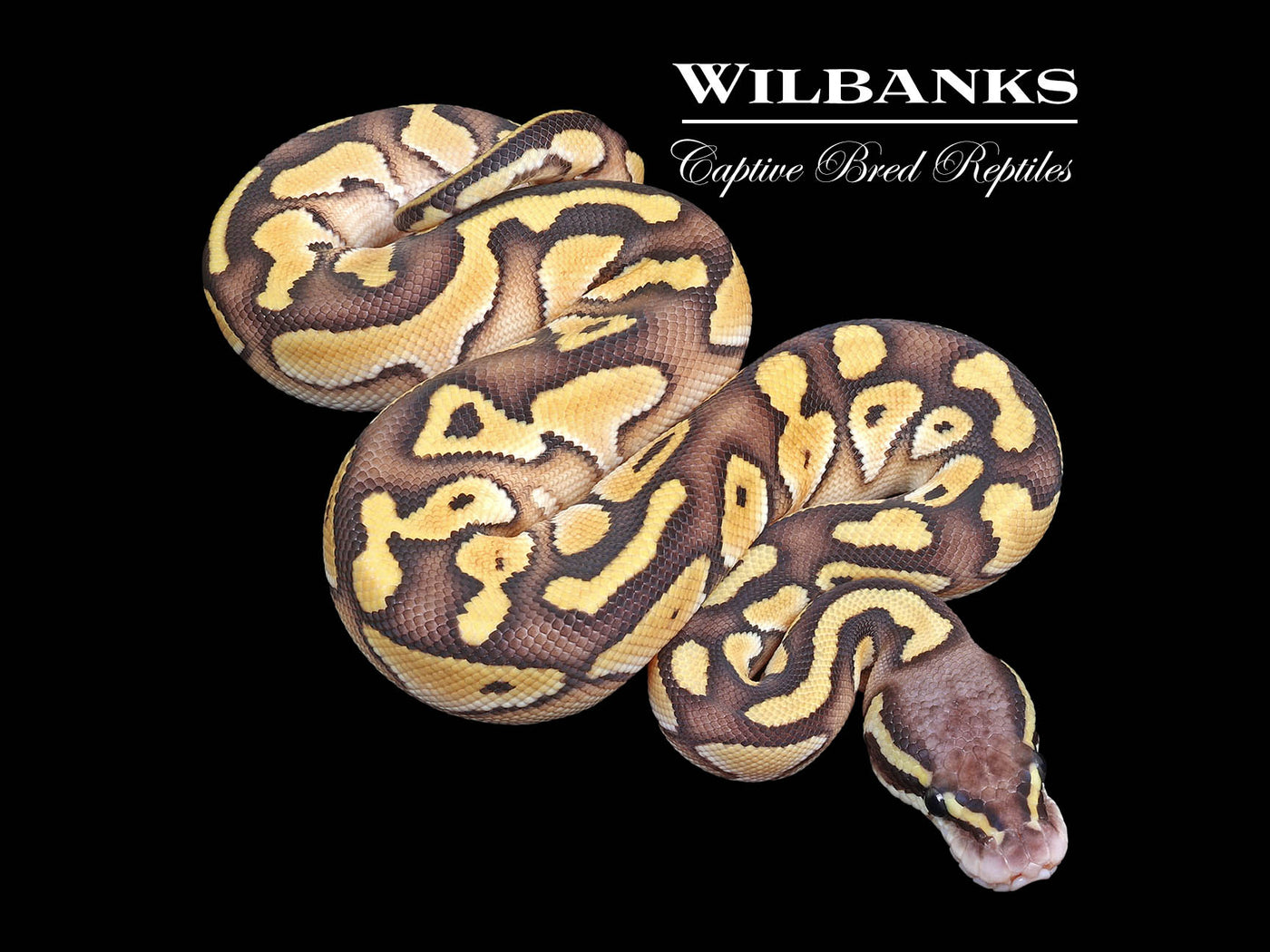 Orange Dream Pastel Butter Yellow Belly Ball Python ♀ '23