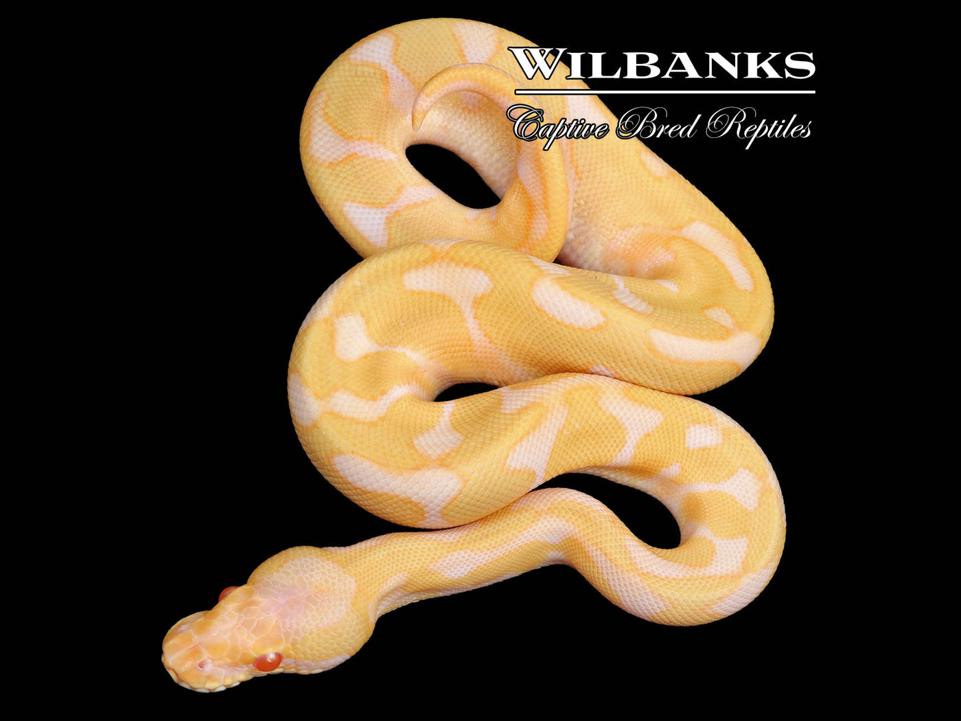 Albino Leopard Enchi Ball Python ♂ '23
