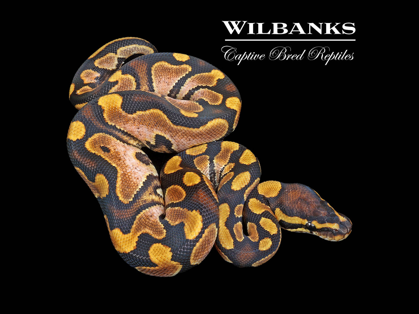 Sugar 100% DH Albino Clown Ball Python ♂ '23