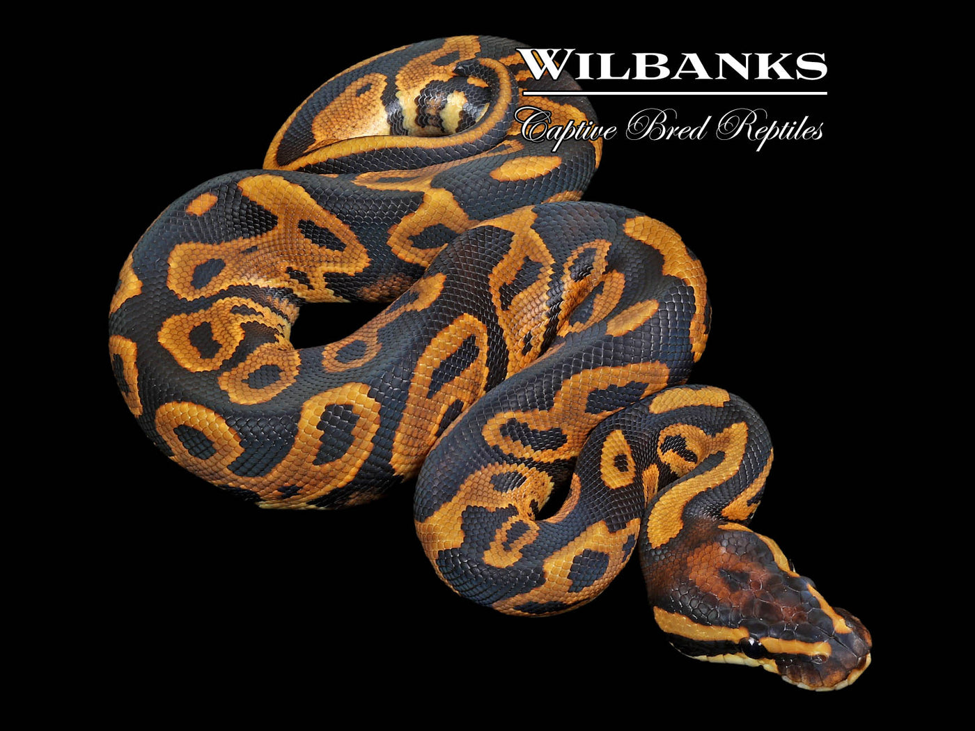 Leopard 100% Het. Lavender Albino Ball Python ♂ '23