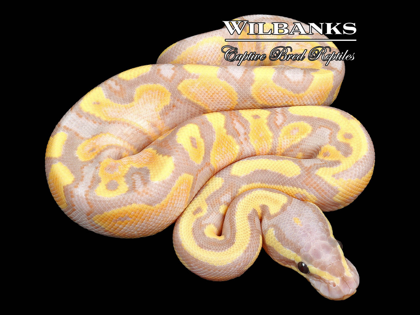 Banana Yellow Belly 100% Het. Pied Ball Python ♂ '23