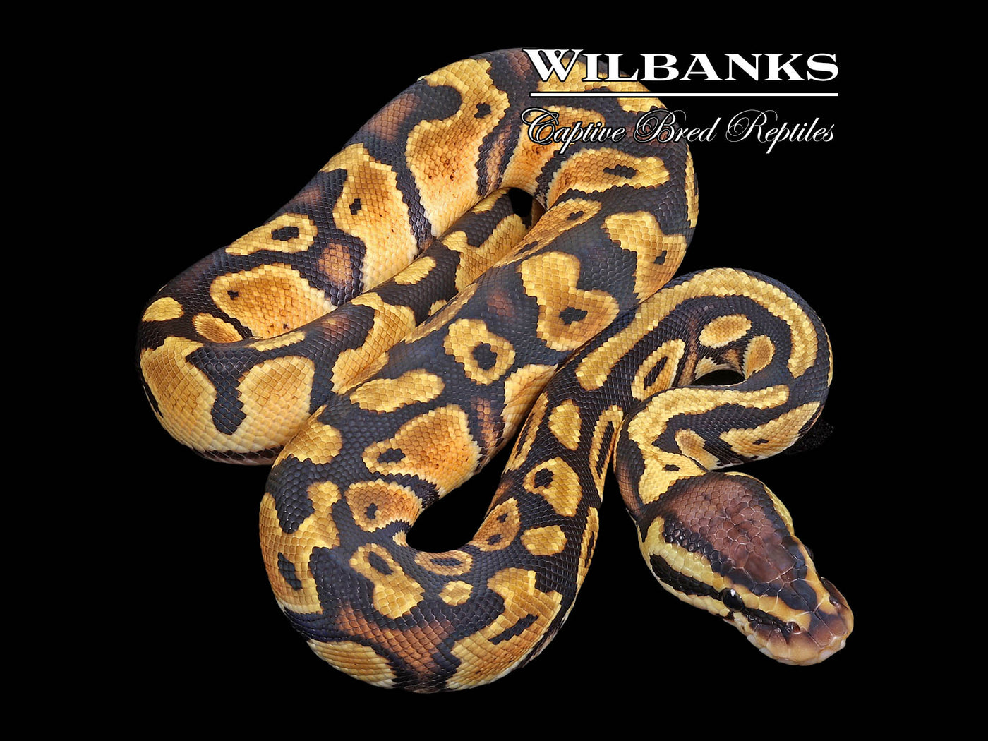 Pastel Triple Het Desert Ghost Clown Pied Ball Python ♂ '23