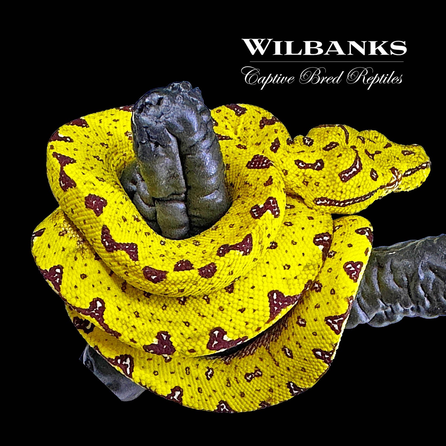Biak Green Tree Python Wilbanks Captive Bred Reptiles