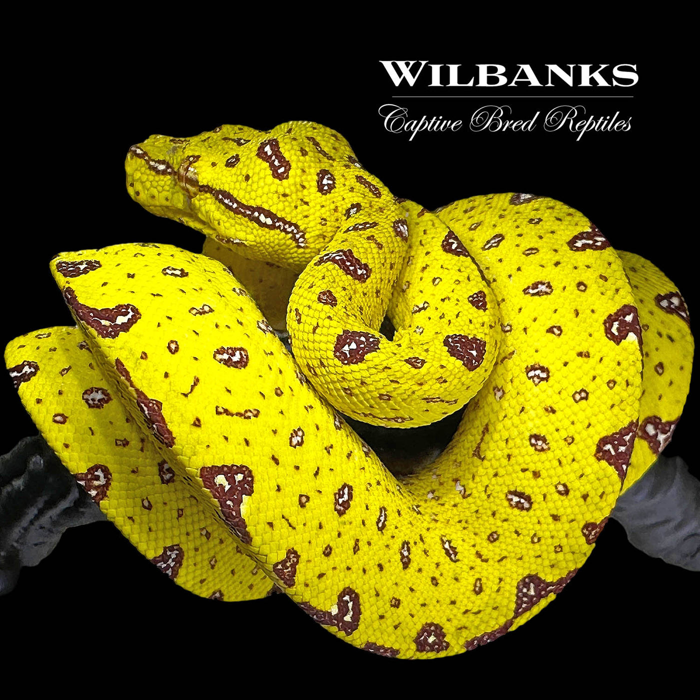 Biak Green Tree Python