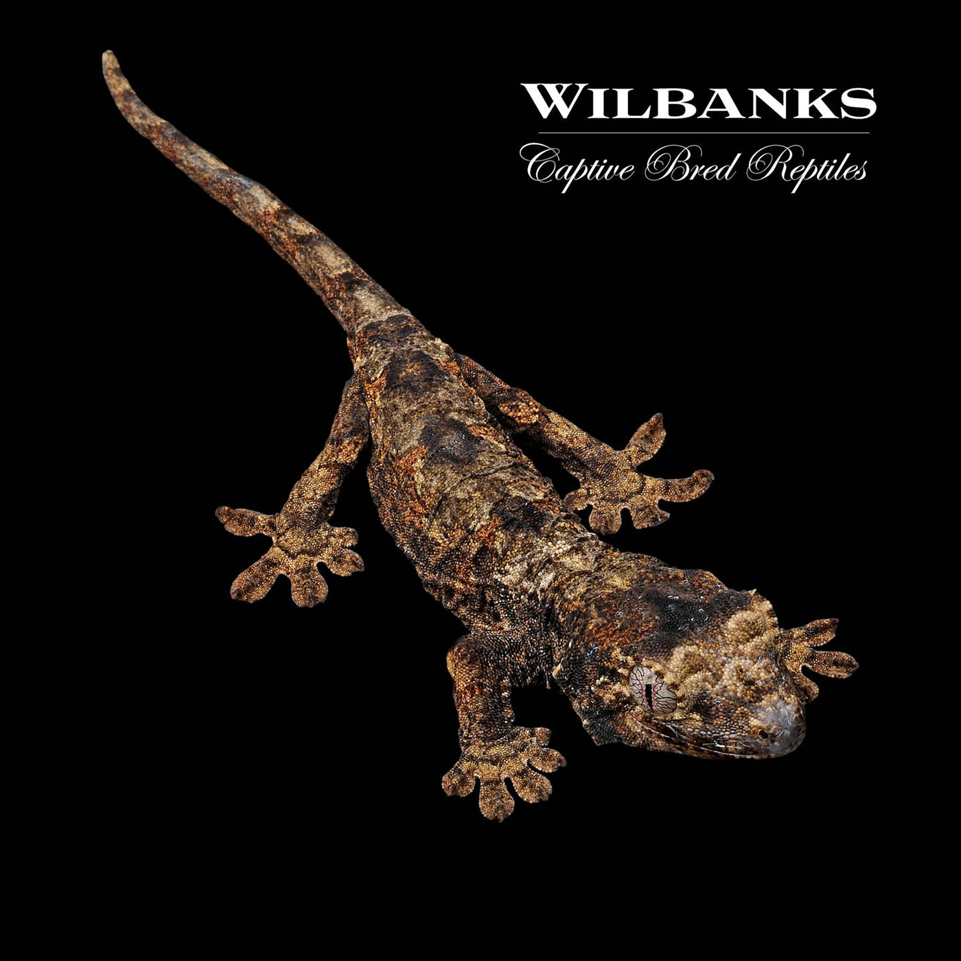 Pine Island Chahoua Gecko '22
