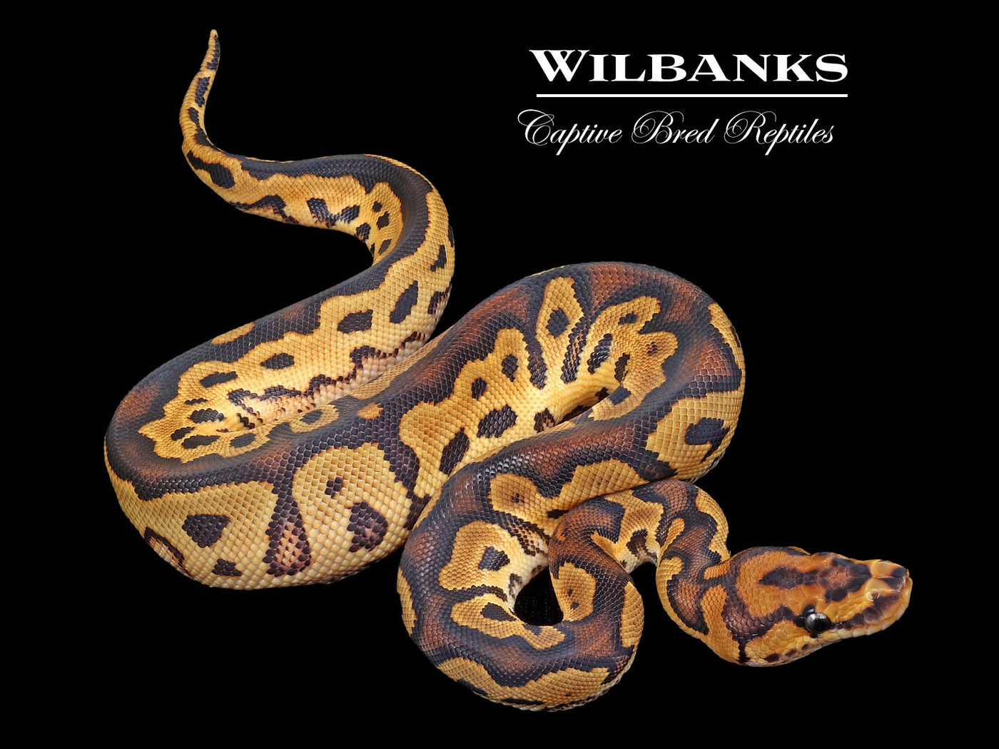 Clown 100% Het. Pied Ball Python ♀ '23
