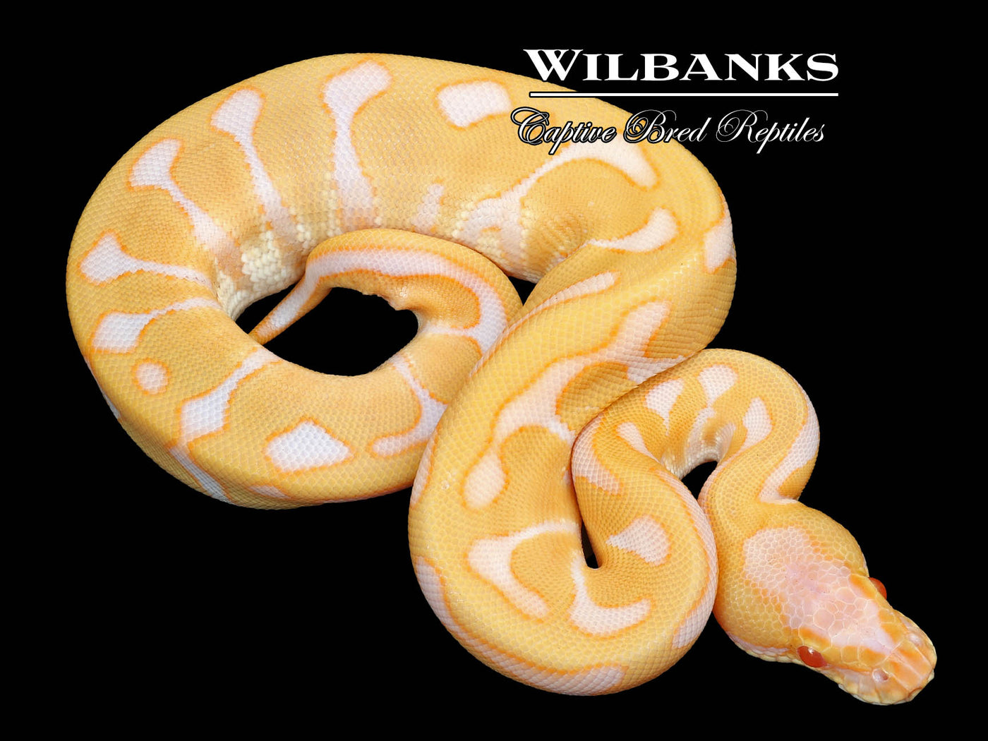 Albino Leopard Enchi Ball Python ♂ '23