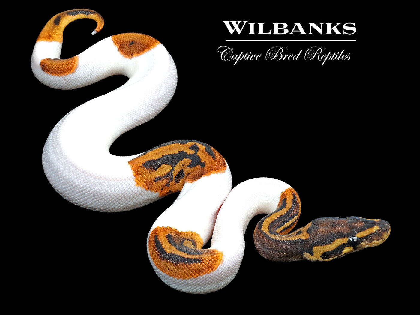 Leopard Pied 100% Het. Lavender Albino Ball Python ♀ '23