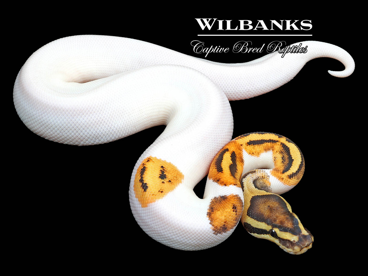 Fire Pied Ball Python ♀ '23