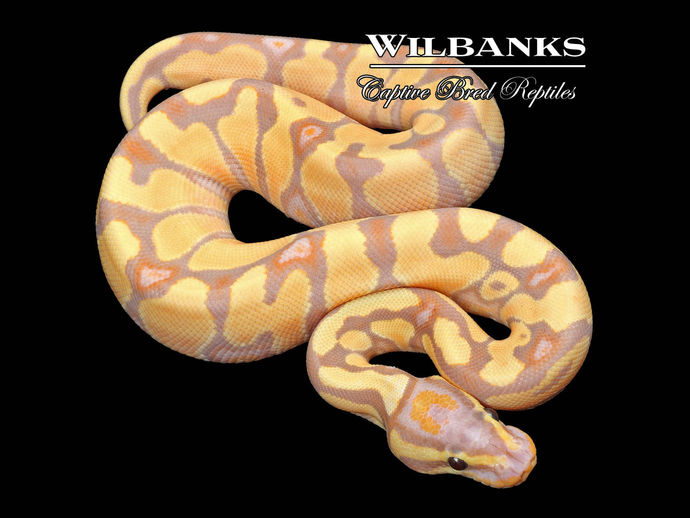 Banana Enchi Ball Python ♂ '23