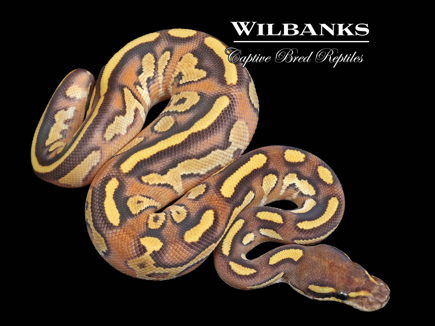 Blackhead Phantom Fire Ball Python ♀ '23