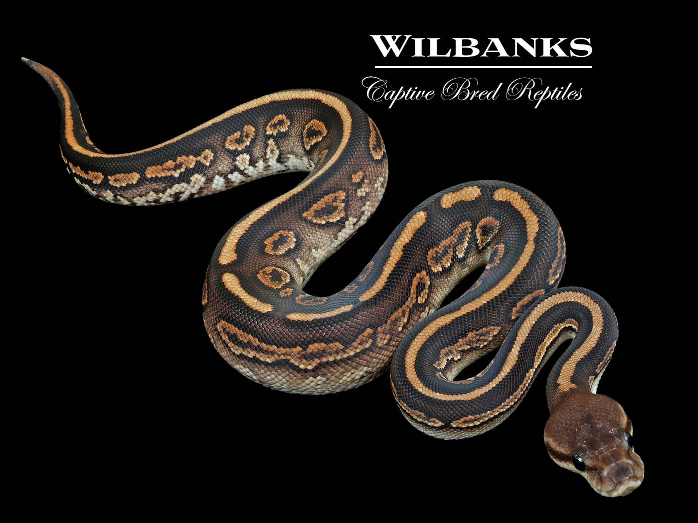 Stranger Cinnamon Ball Python ♀ '23
