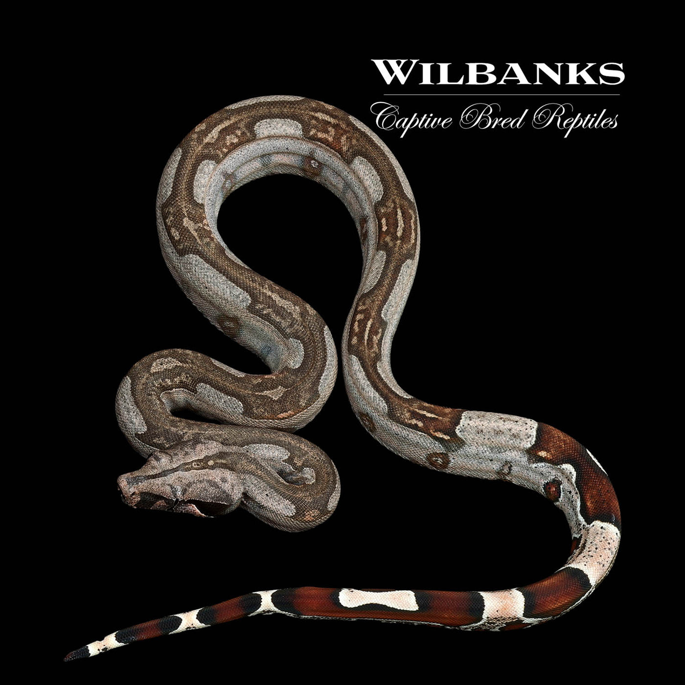 Guyana (Aberrant Striped) True Red Tailed Boa Constrictor ♀ '22