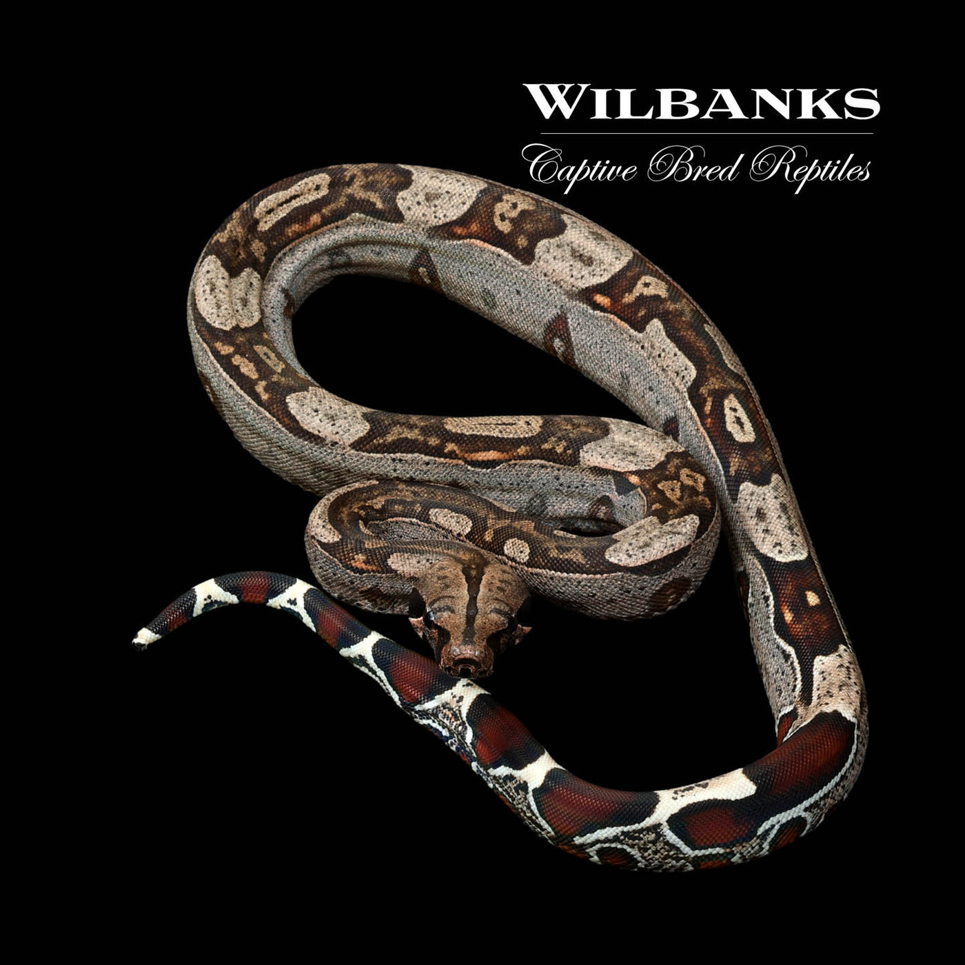 Guyana (Aberrant) True Red Tailed Boa Constrictor ♂ '22
