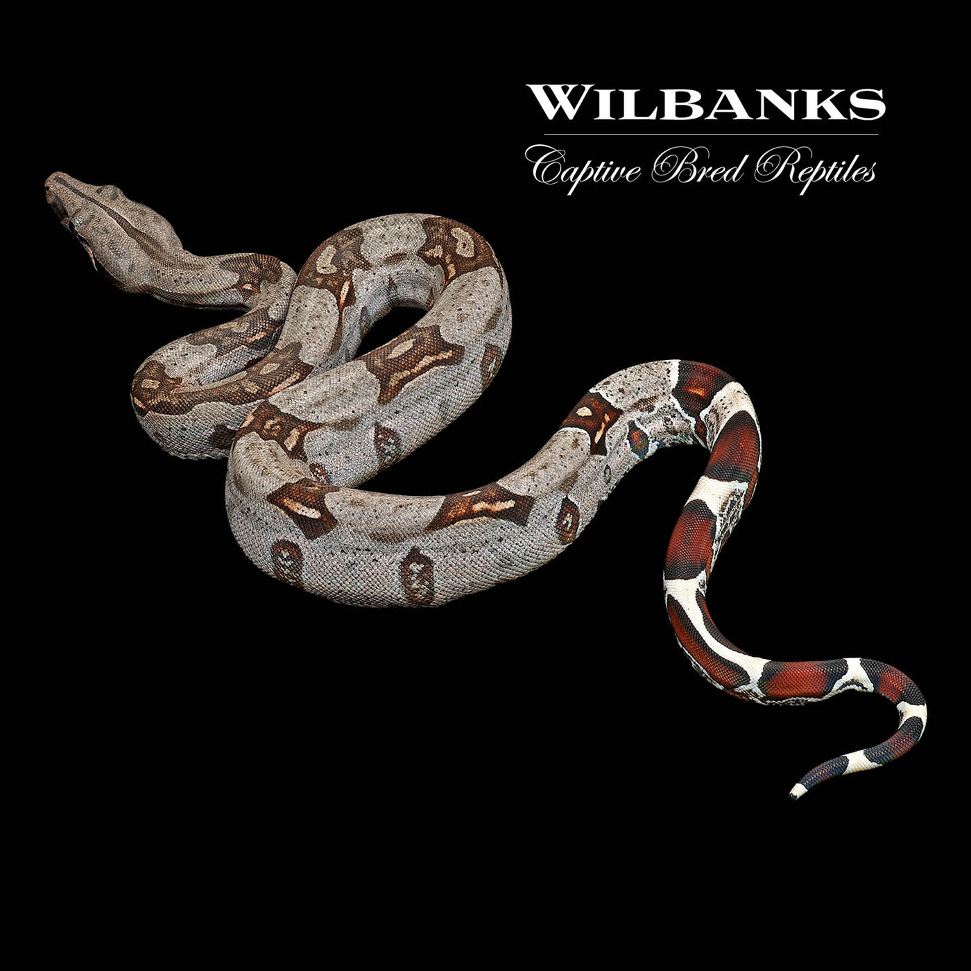 Guyana (Aberrant) True Red Tailed Boa Constrictor ♀ '22