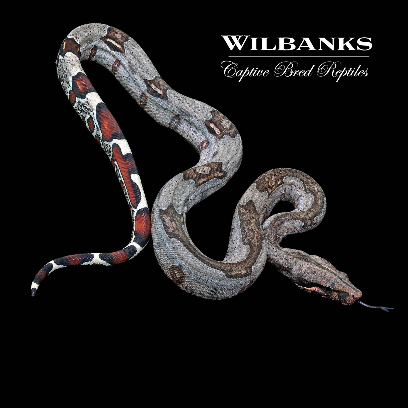 Guyana (Aberrant) True Red Tailed Boa Constrictor ♂ '22