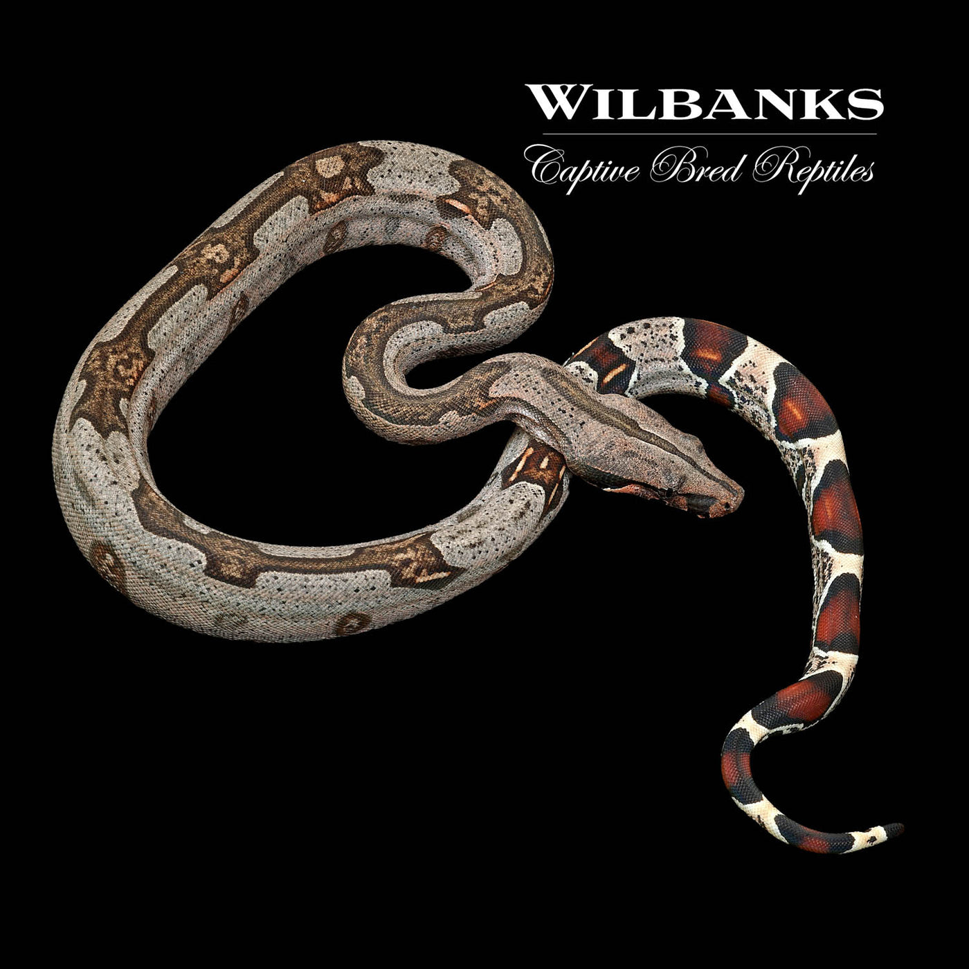 Guyana (Aberrant Striped) True Red Tailed Boa Constrictor ♀ '22