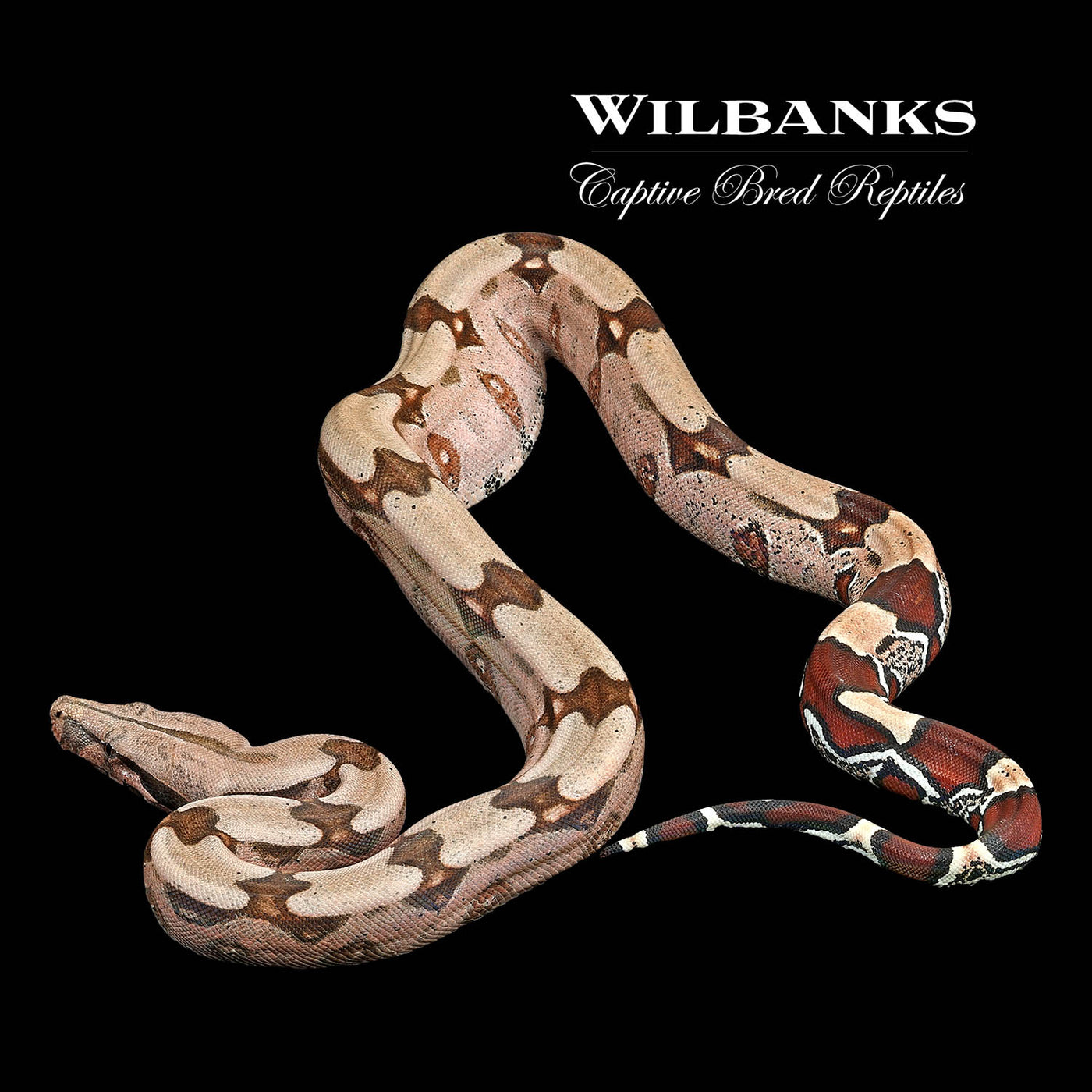 Surinam True Red Tailed Boa Constrictor ♂ '22