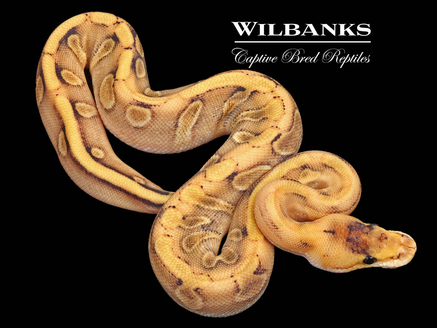 Champagne Enchi Ball Python ♀ '23