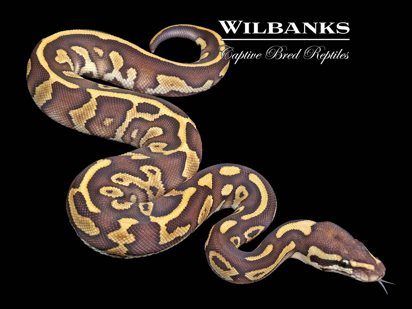 Butter Leopard Ball Python ♀ '23