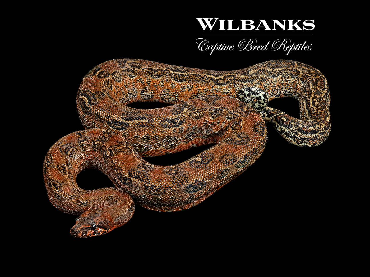 Red Sonoran Leopard Boa Constrictor ♂ '21