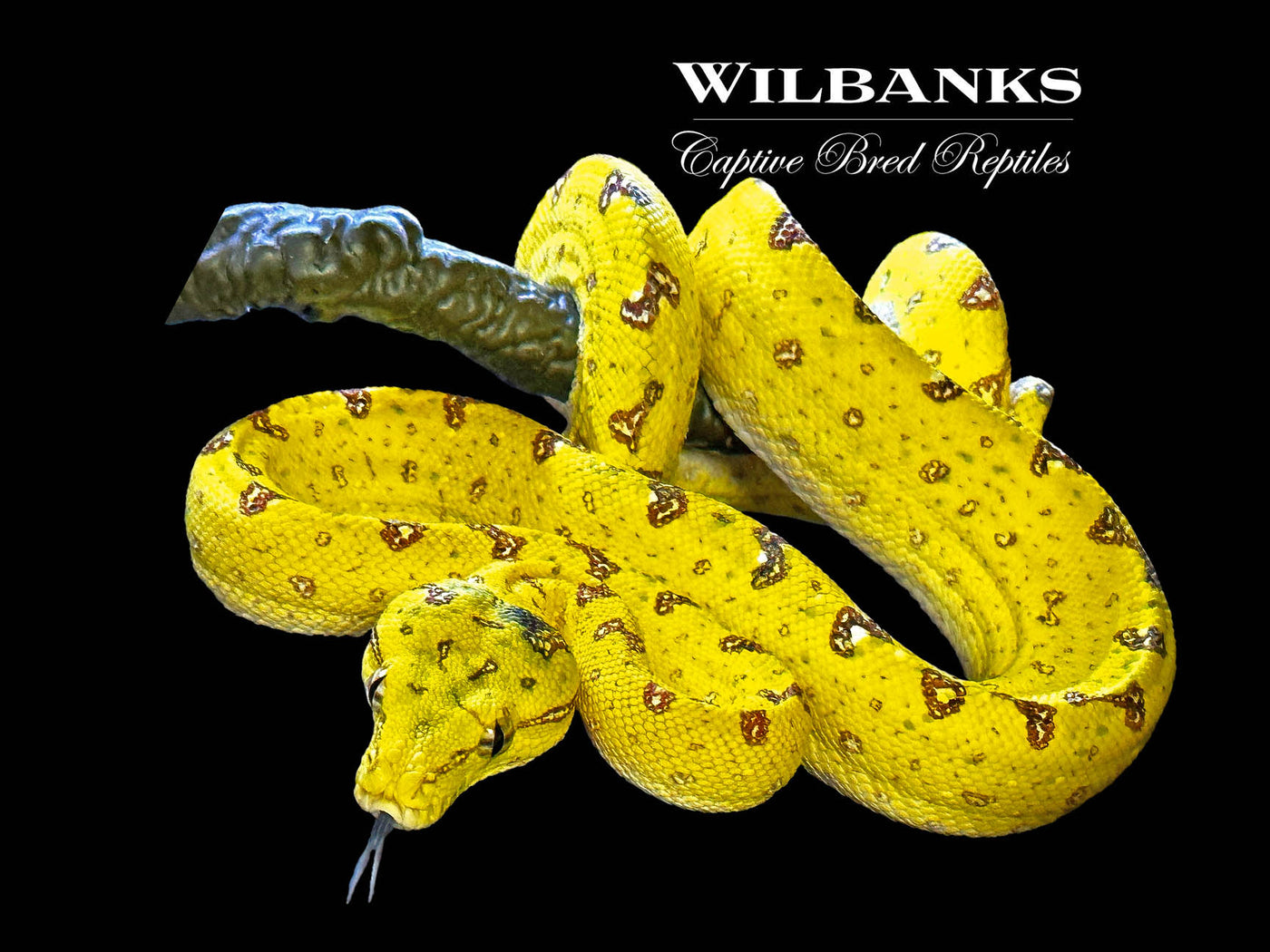 Biak Green Tree Python