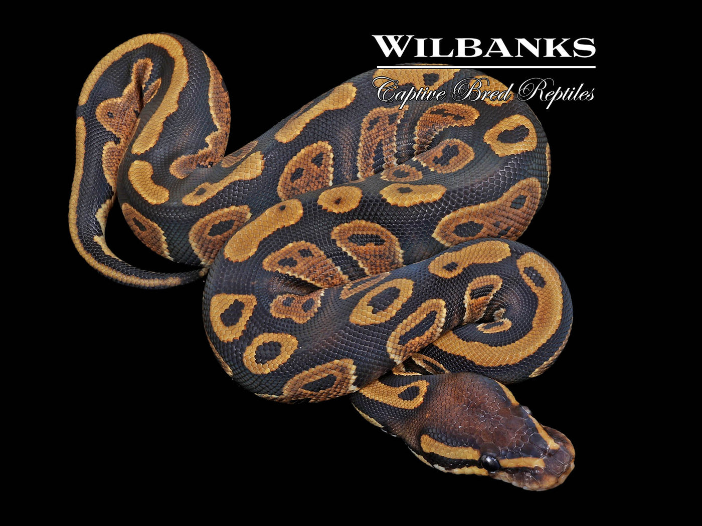 Mahogany 100% Het. Pied Ball Python ♀ '23