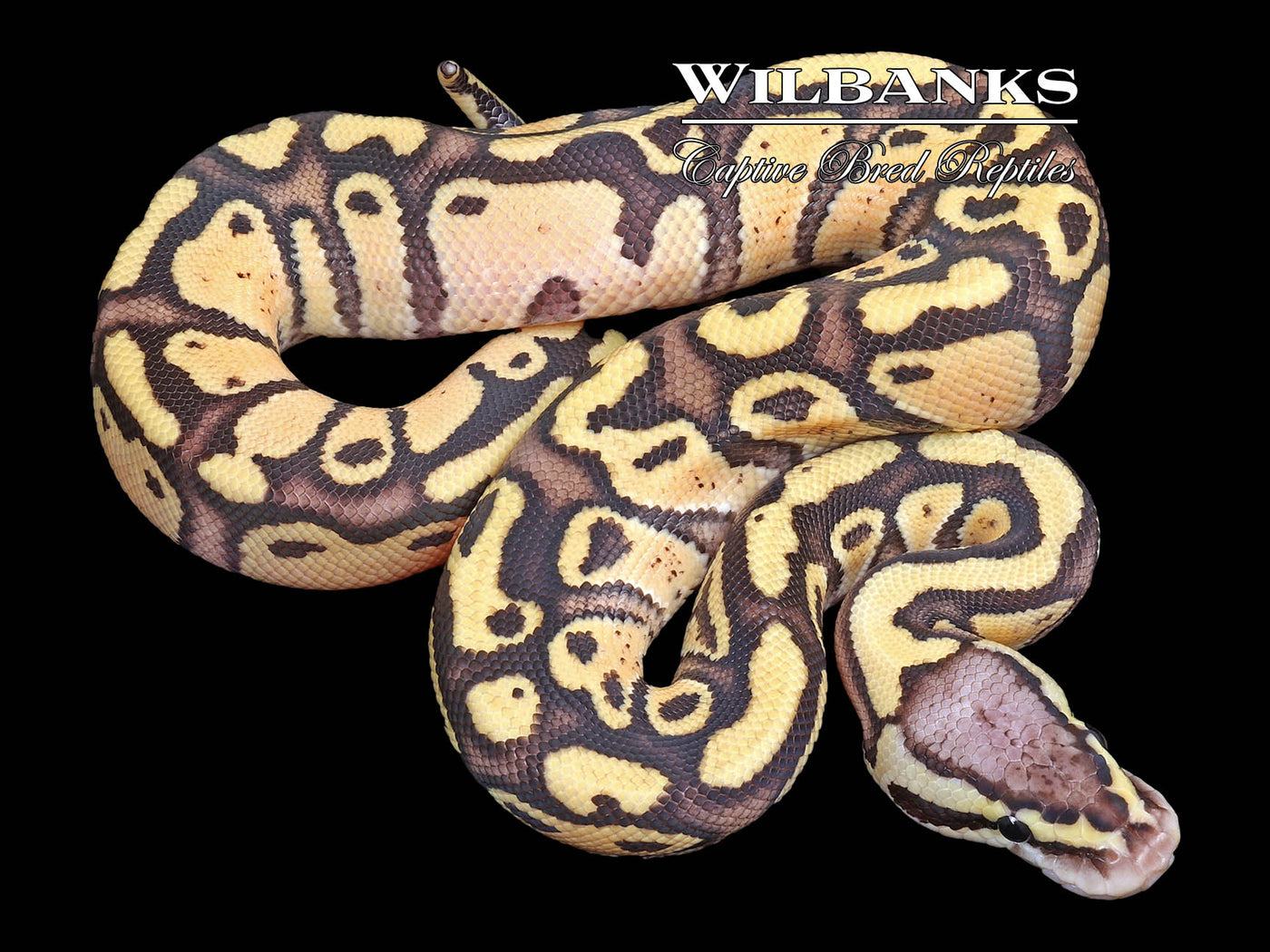 Firefly 100% Het. Clown Ball Python ♂ '23