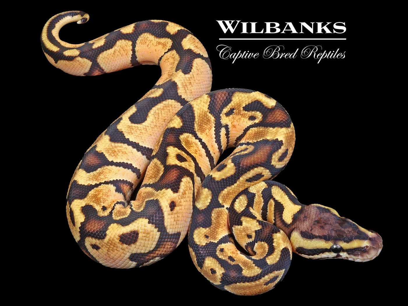 Pastel Enchi Ball Python ♂ '23