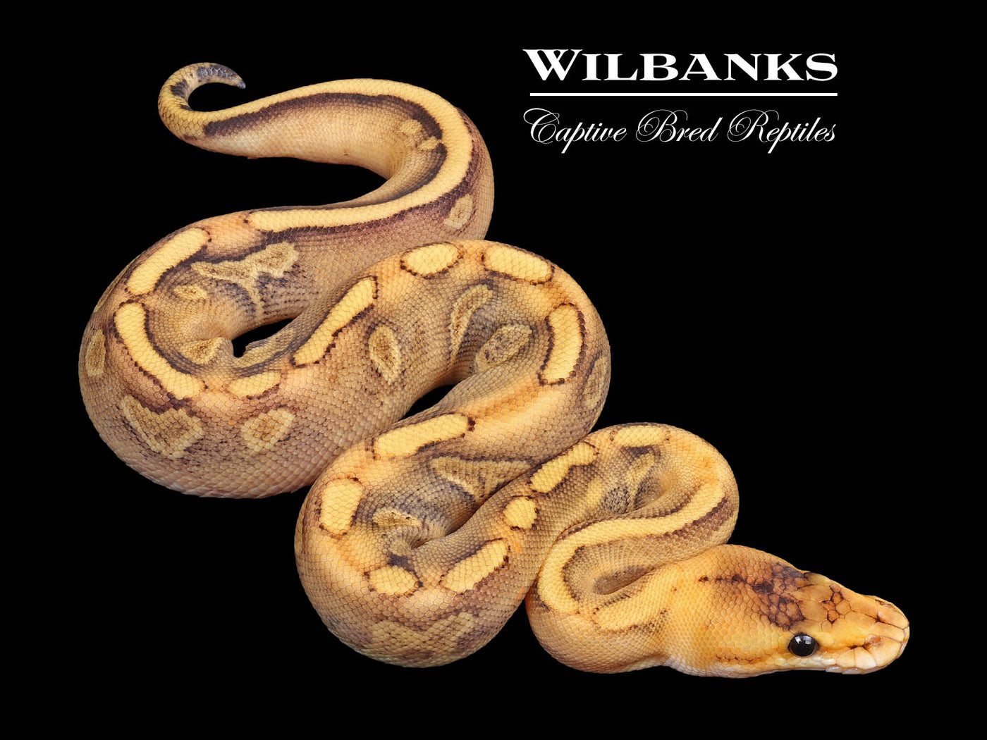 Champagne Enchi Ball Python ♀ '23