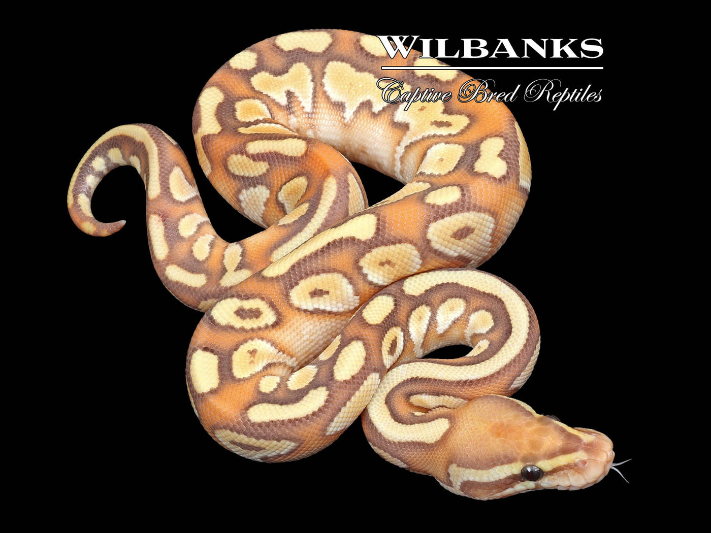 Banana Butter Yellow Belly Ball Python ♂ '23 Wilbanks Captive Bred