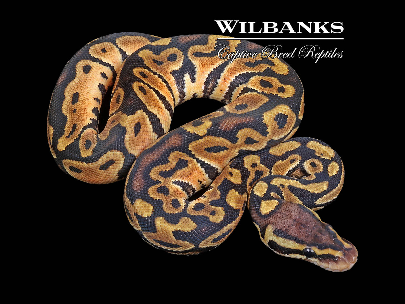 Pastel 100% DH Black Axanthic Clown Ball Python ♂ '23