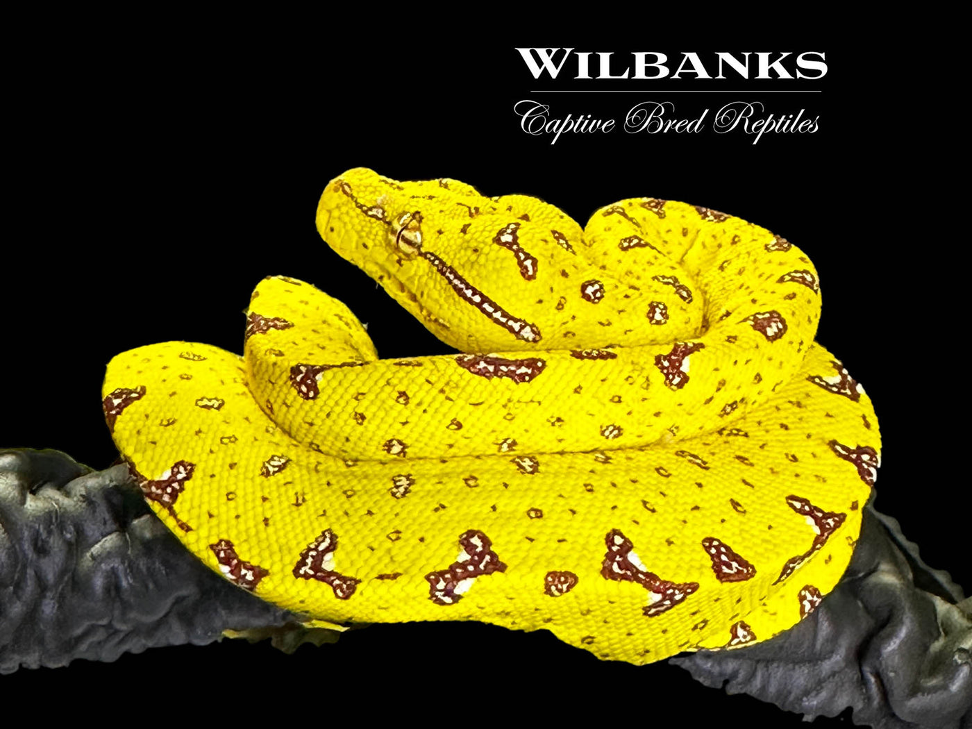 Biak Green Tree Python