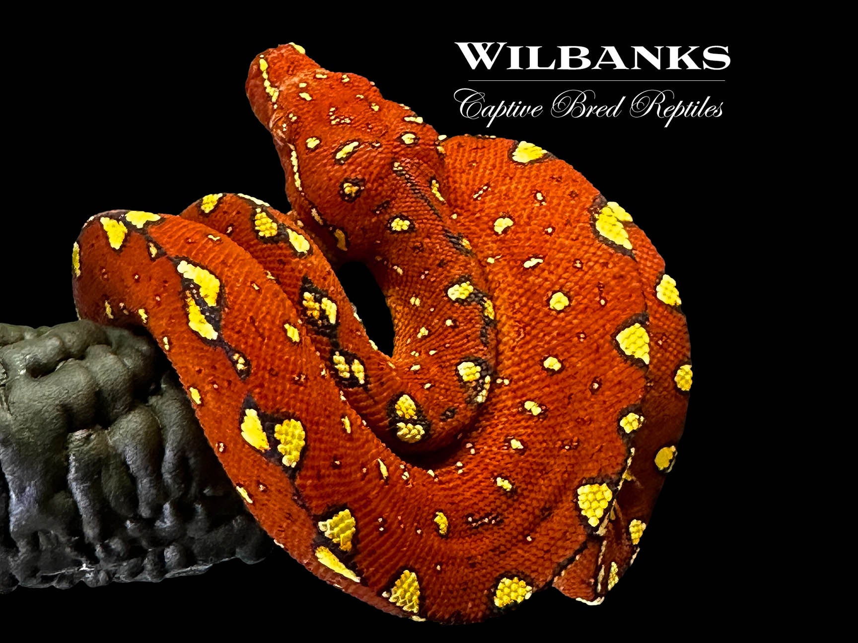 Red Tree Python