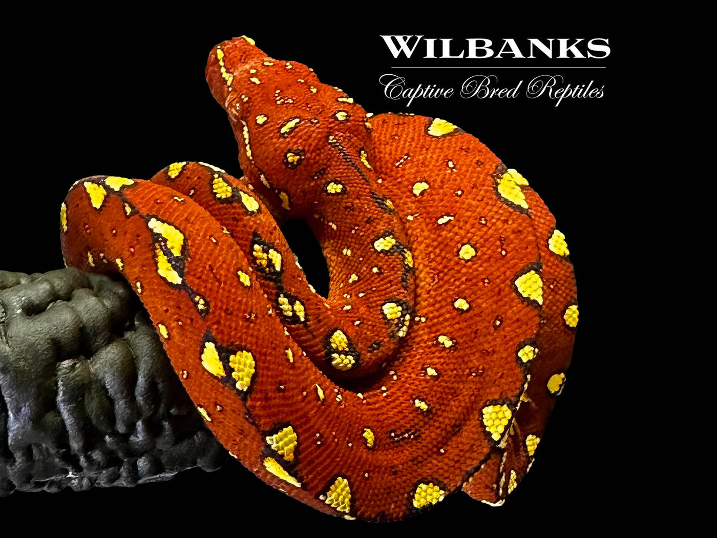 Biak Green Tree Python