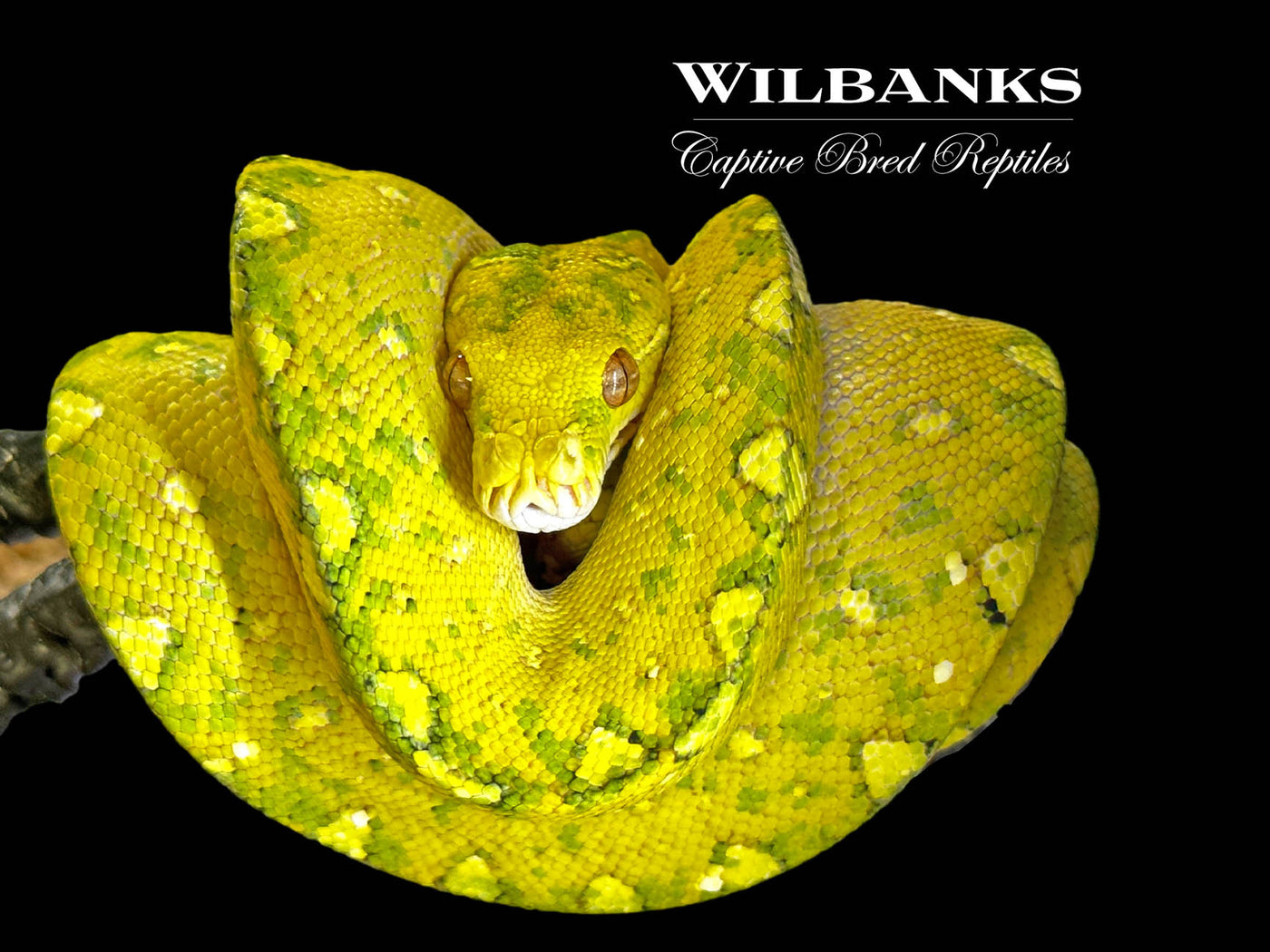 Biak Green Tree Python