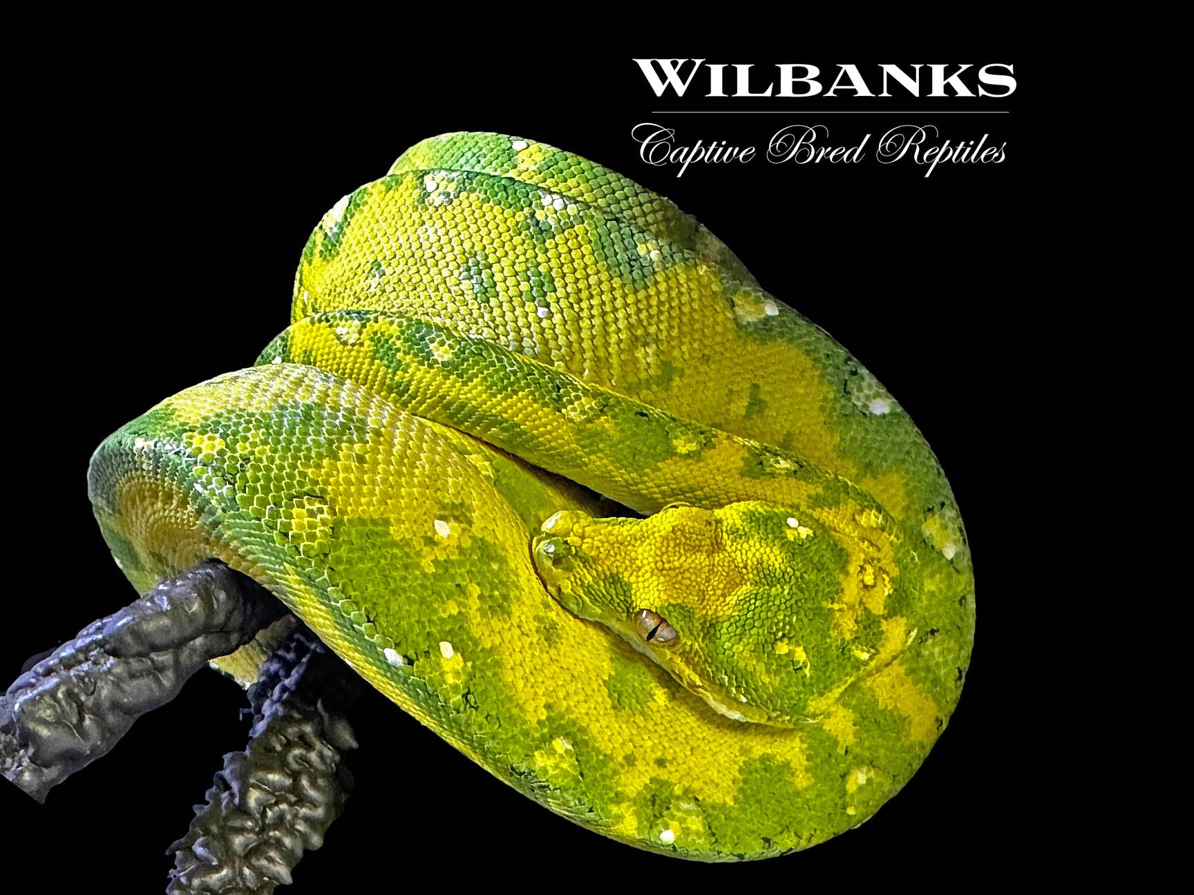Biak Green Tree Python – Wilbanks Captive Bred Reptiles