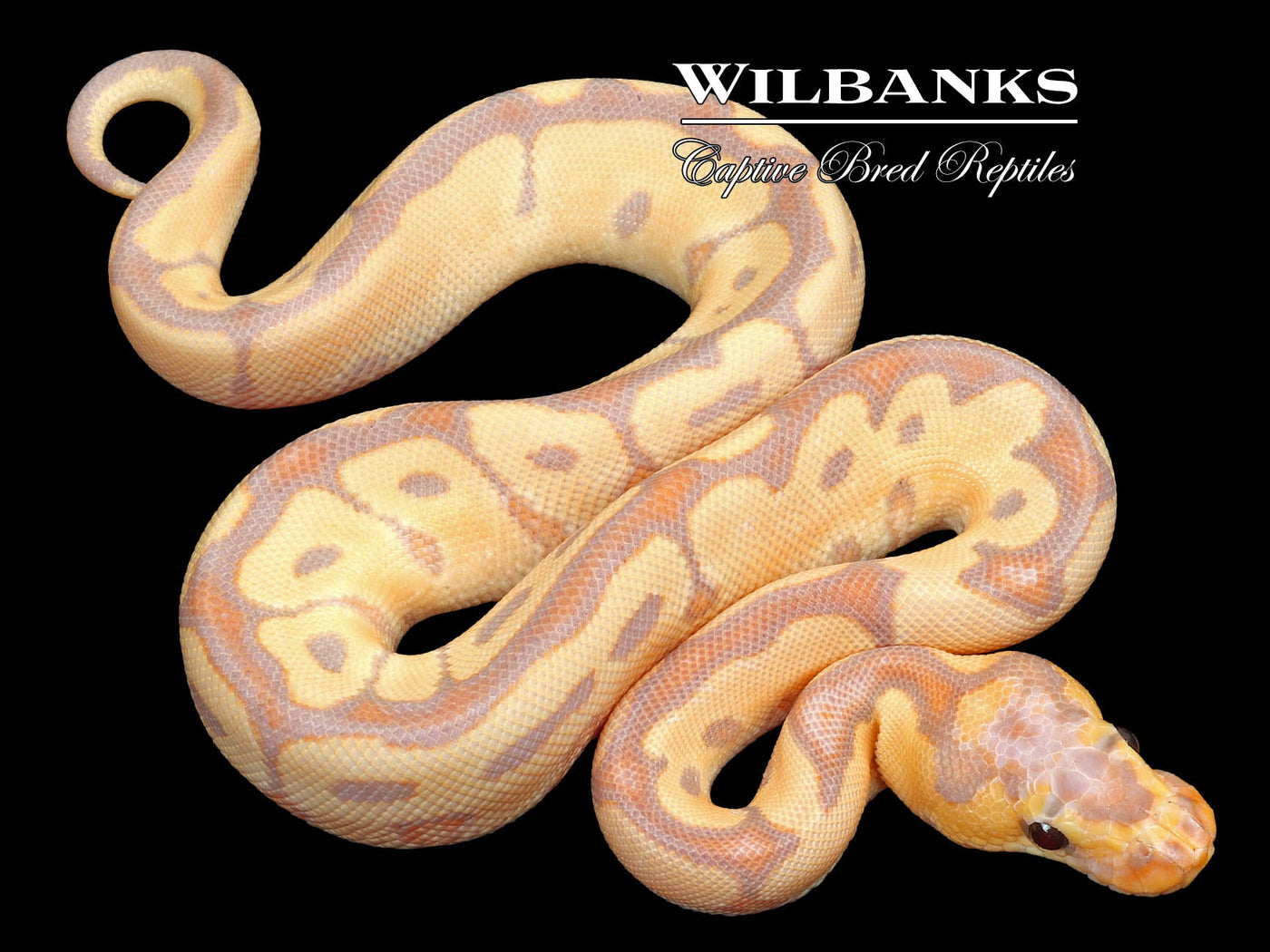 Banana Clown Ball Python ♂ '23
