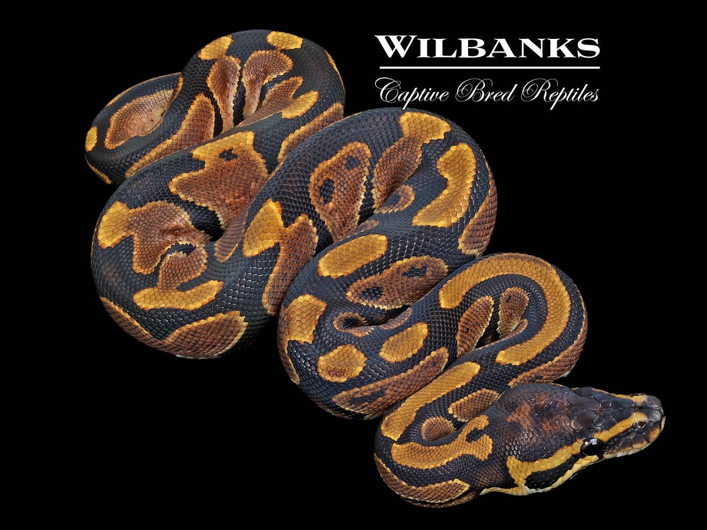 Sugar Ball Python ♀ '23