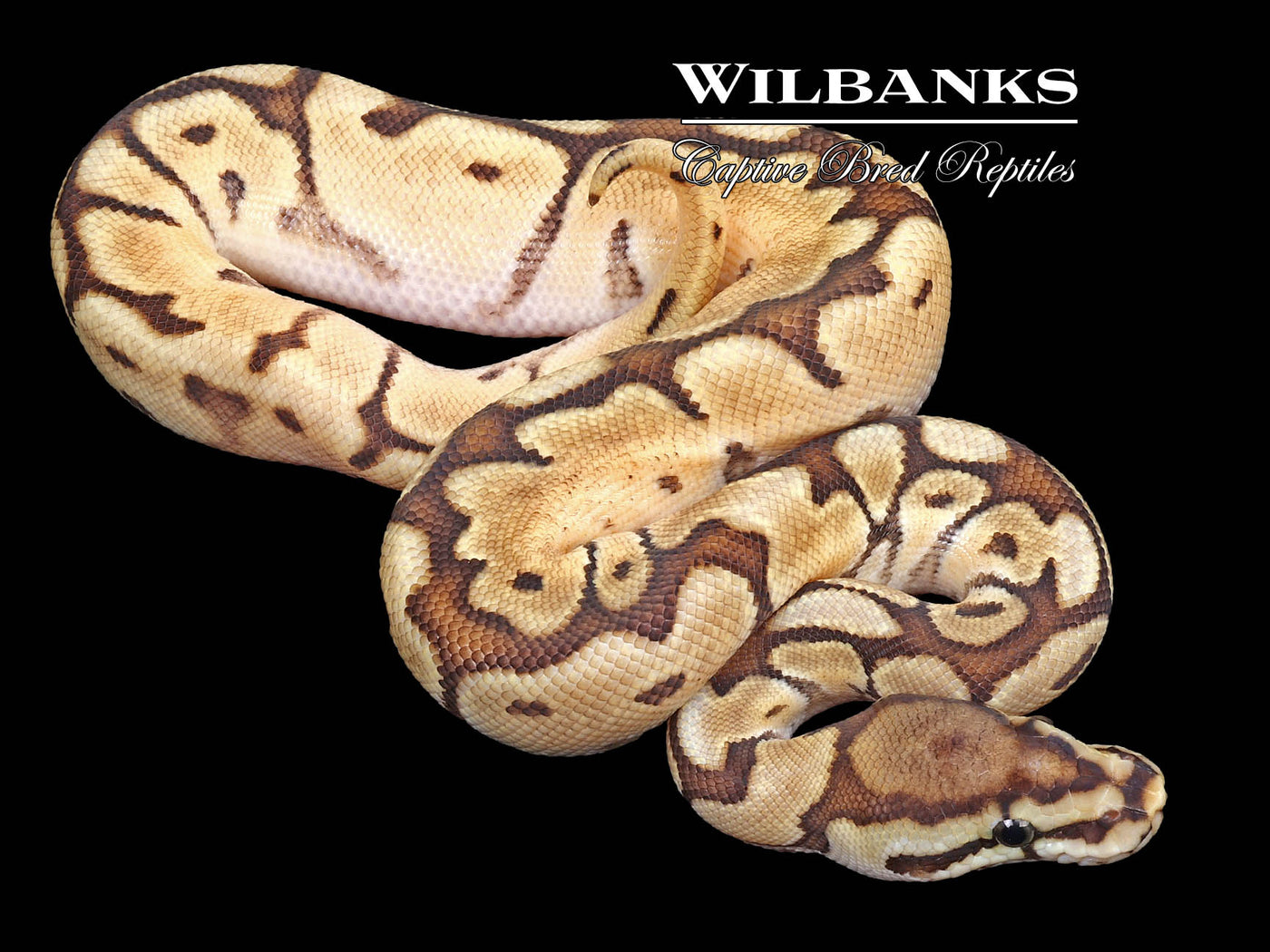 Mojave Spider 100% Het. Pied Ball Python ♂ '23