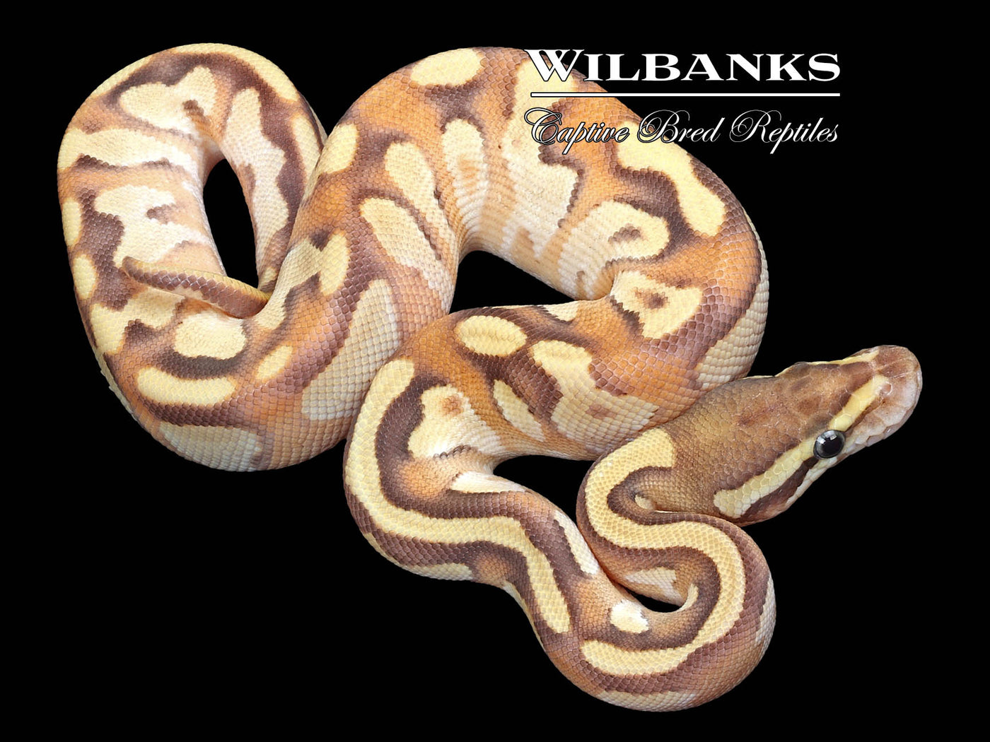 Mojave Enchi Fire 100% Het. Pied Ball Python ♂ '23