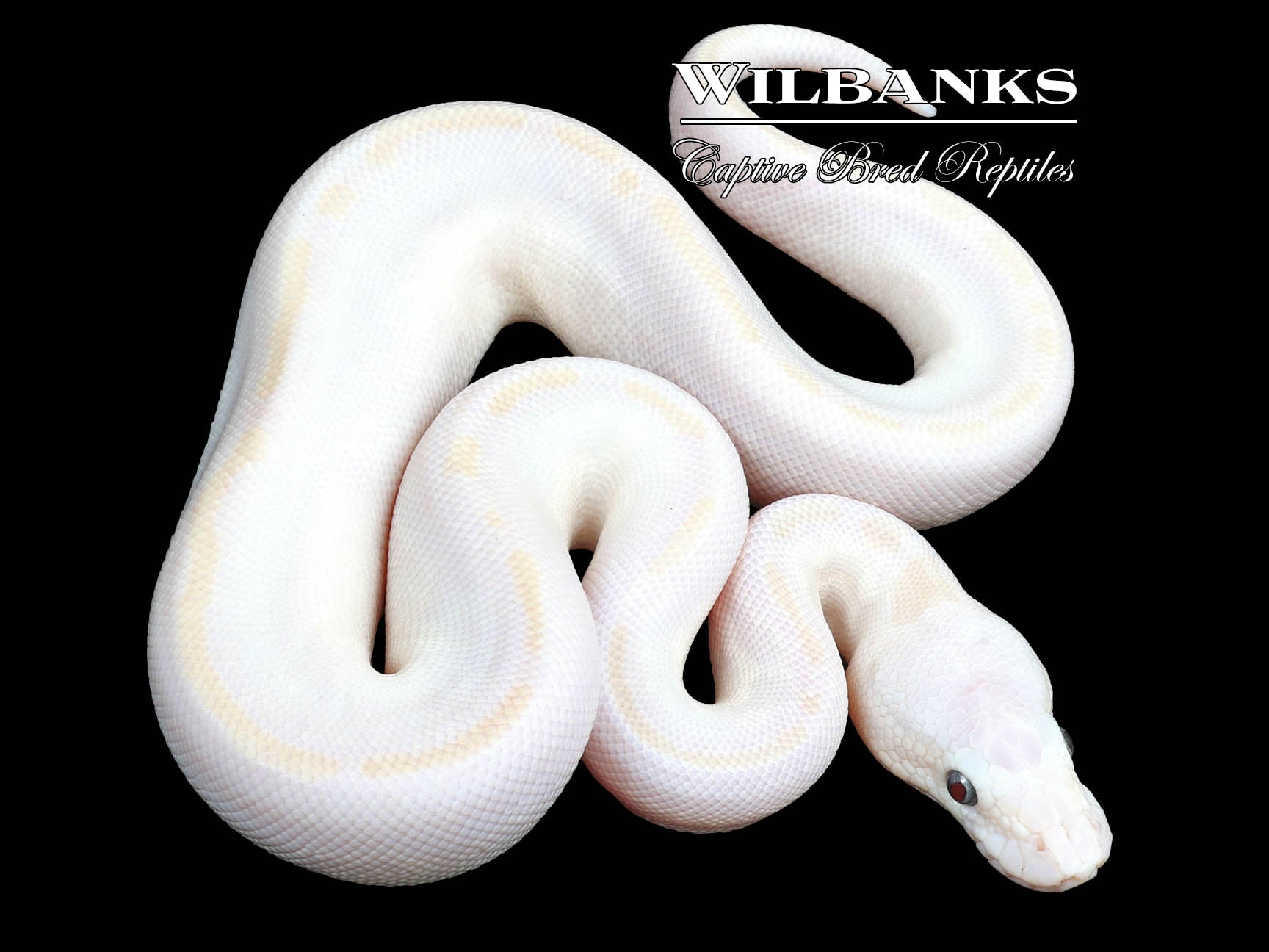 Super Butter Ball Python