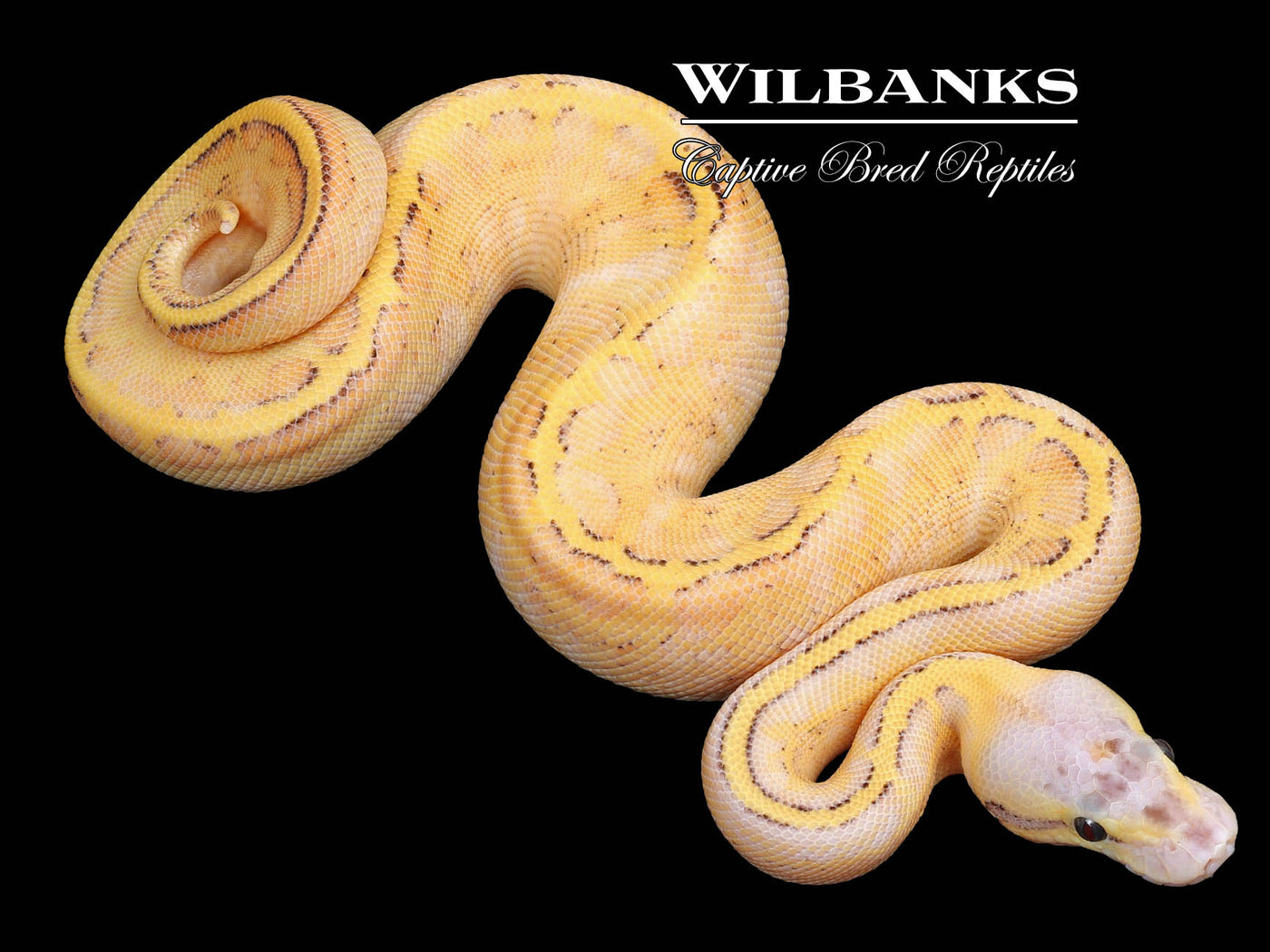 Pastel Ivory Enchi Pinstripe Ball Python ♂ '23