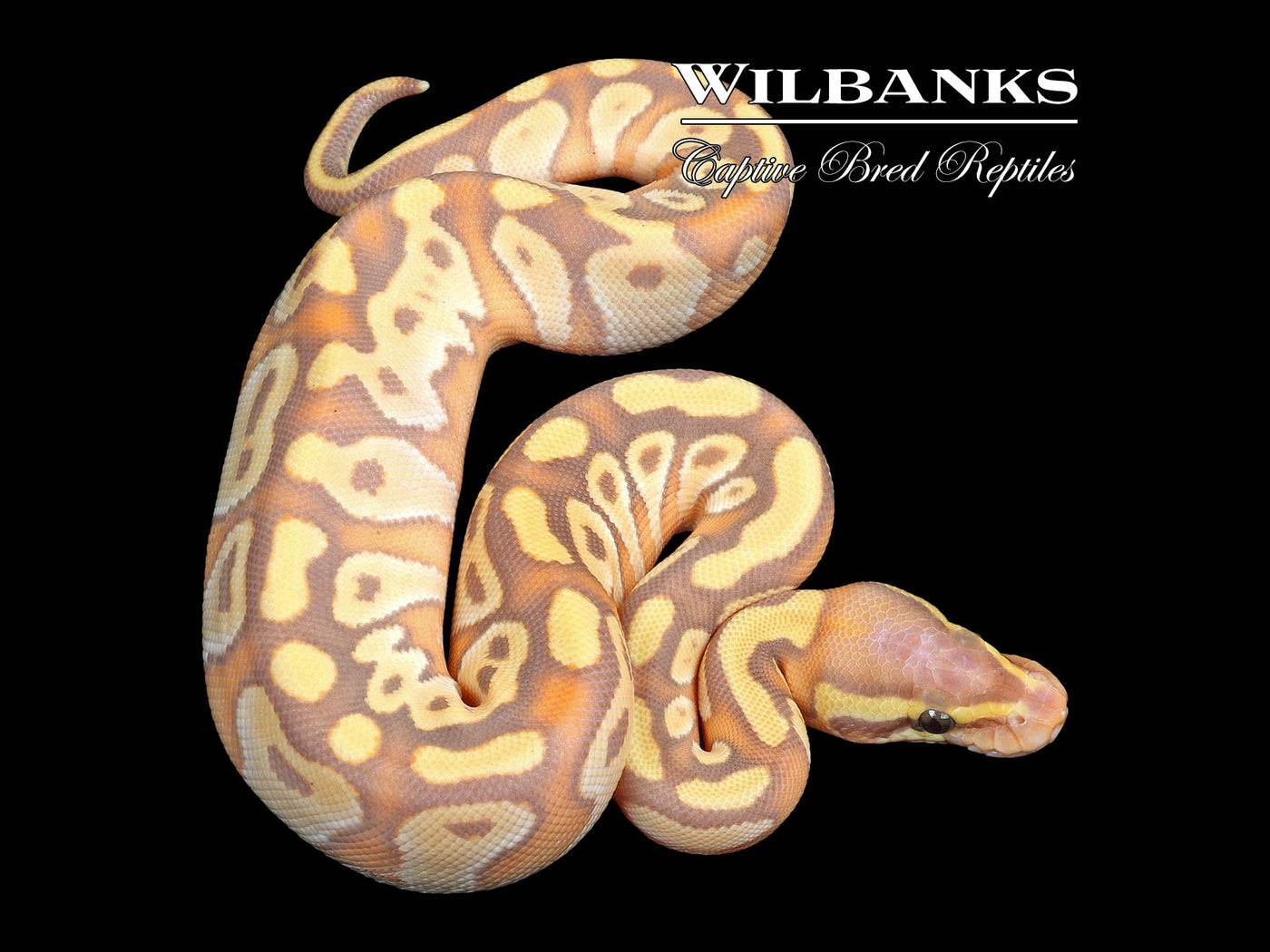 Banana Mojave Enchi Huffman Ball Python ♀ '23