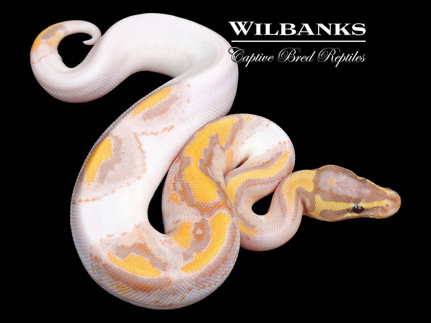 Banana Pied Ball Python ♂ '23