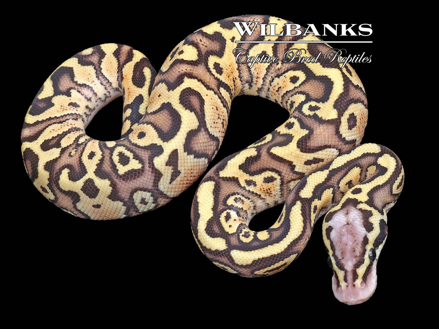 FireFly Special 100% Het. Clown Ball Python ♂ '23